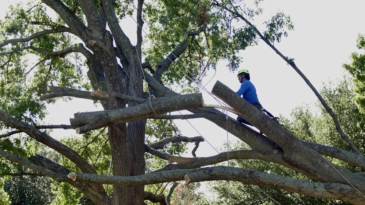 Professional Crown Thinning performed by certified arborists in Elsmere